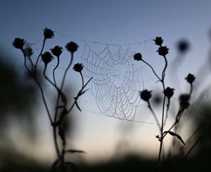 Plants and a spider web at Westwood Park in Woodstock.