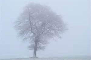 fog and tree