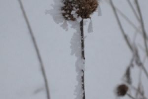 monarda frost small 225x300