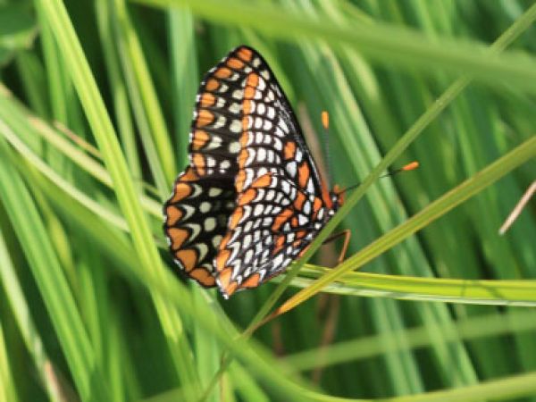 yonder baltimore_checkerspot_randy_062511_385x289