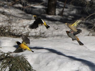 Four evening grosbeaks birds
