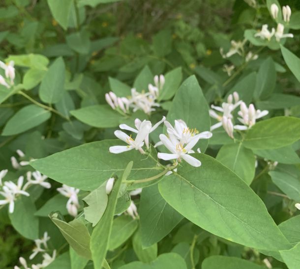 amur honeysuckle