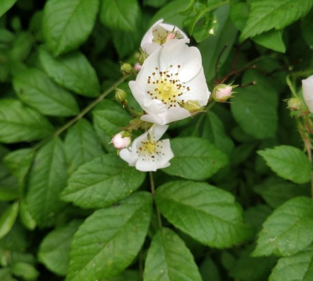 Multiflora rose