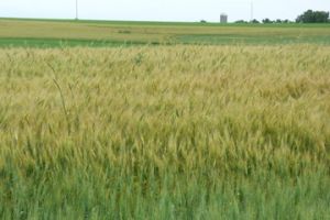 grain field for website