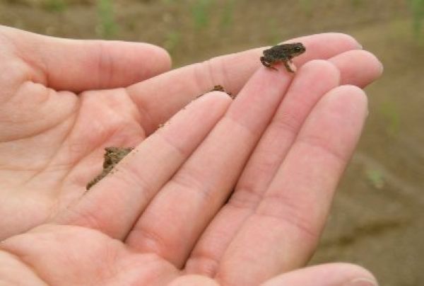 tiny frog in hand