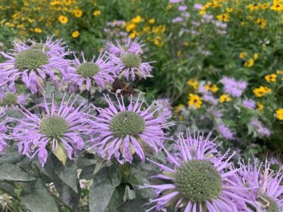 Purple and yellow native plants blooming