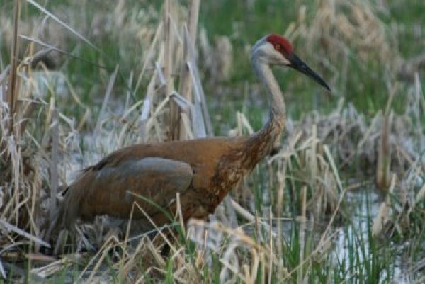 scotts yonder_sandhill_2009