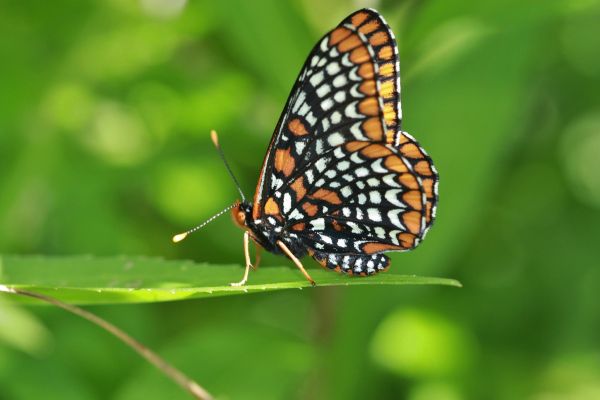 Baltimore checkerspot butterfly