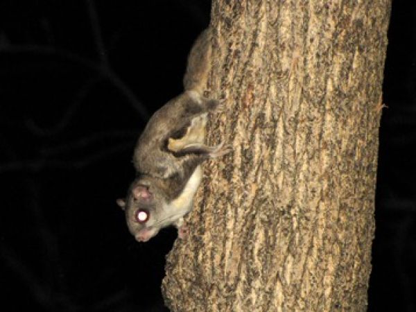 flying squirrel