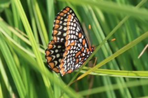 yonder baltimore_checkerspot_randy_062511_385x289