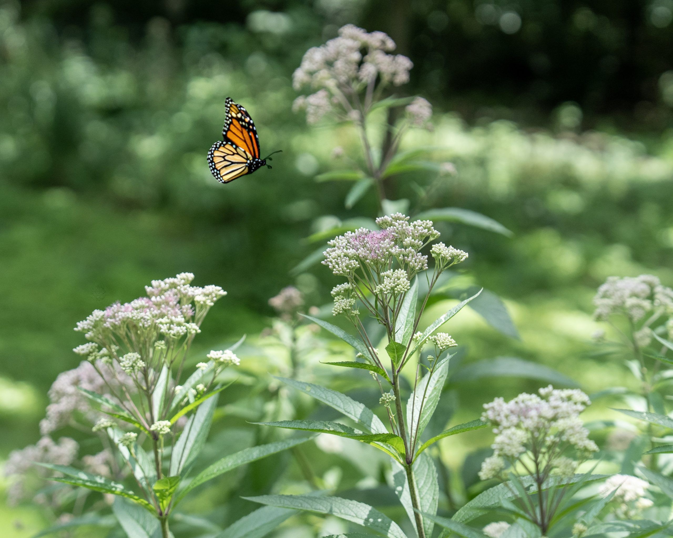 Butterfly near joe pye weed