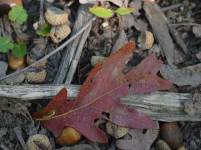 An oak leaf on the forest floor
