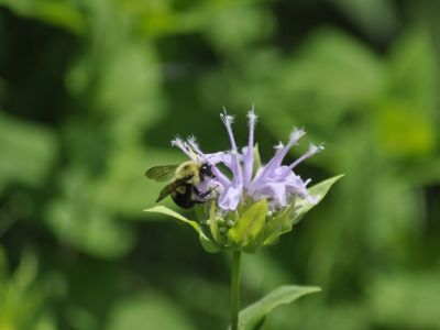 A native bee on monarda