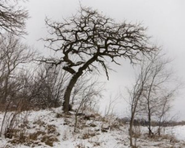 winter tree wishnick 2012