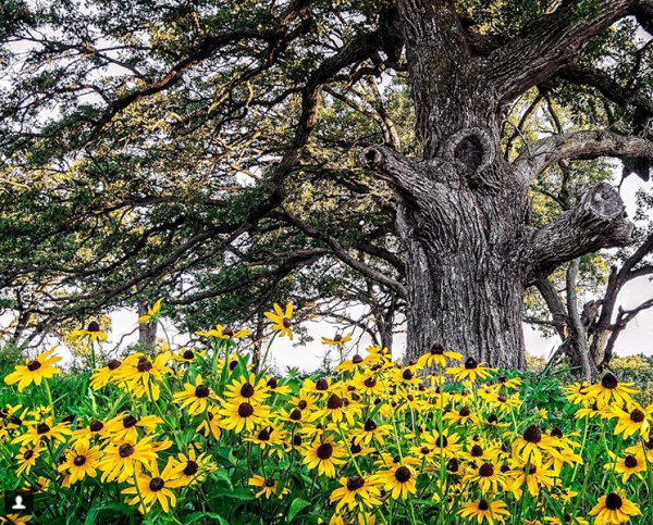 Black eyed susans grow alongside an oak