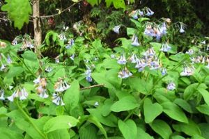 virginia bluebells