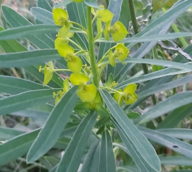 leafy spurge