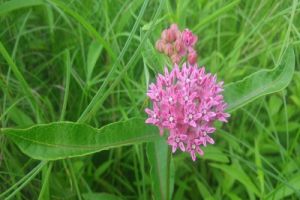 purple milkweed 400 300