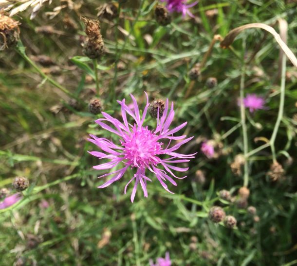 SpottedKnapweed3 517404 7