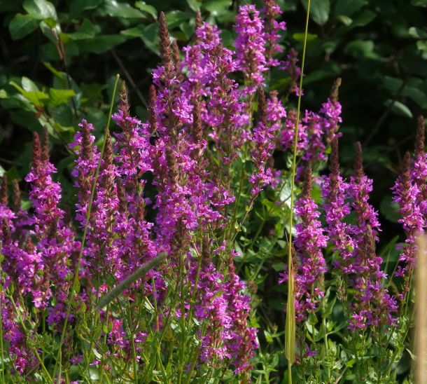 purple loosestrife