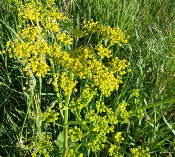 parsnip flowering and forming seed 7 17