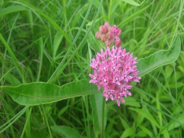 purple milkweed 400 300