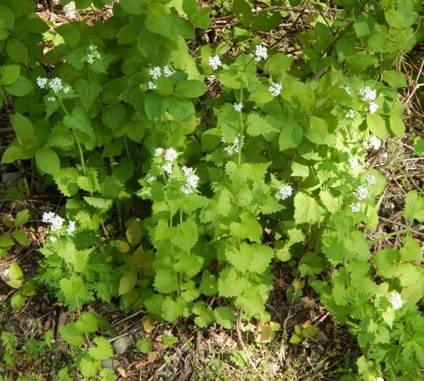 garlic mustard year 1