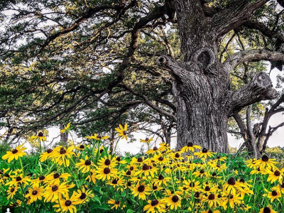 Black eyed susans grow alongside an oak