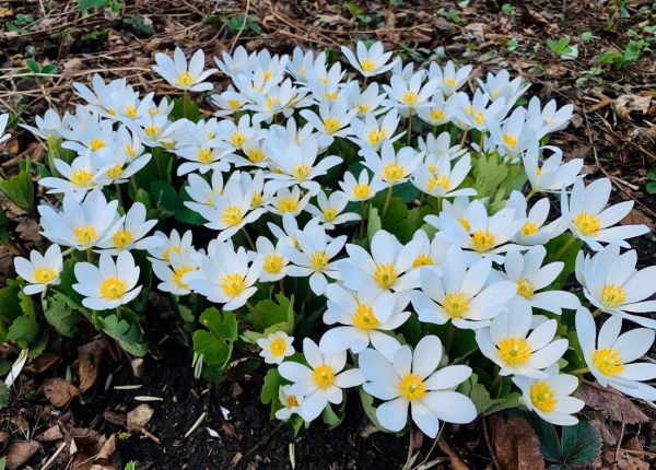 Wildflower Walk - Bloodroot