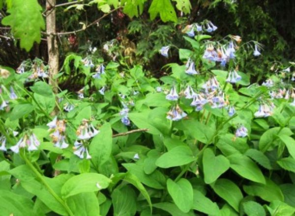 virginia bluebells