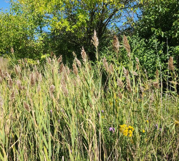 purple loosestrife