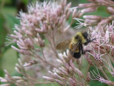 A rusty patched bumblebee on joe pye weed