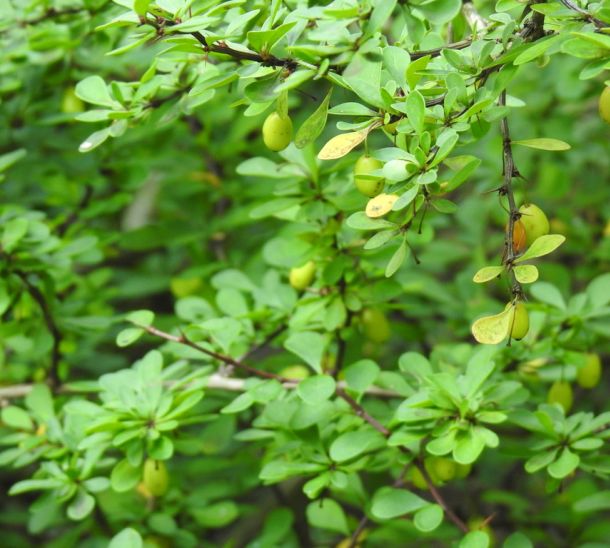 Japanese barberry James Miller US Forest Service