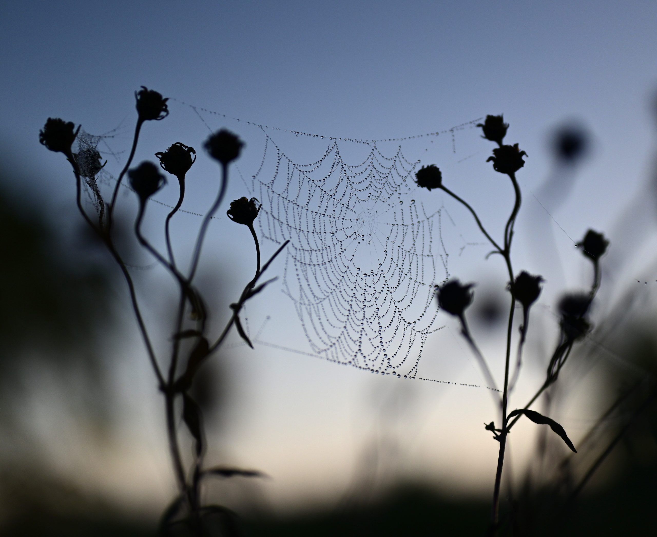 Plants and a spider web at Westwood Park in Woodstock.