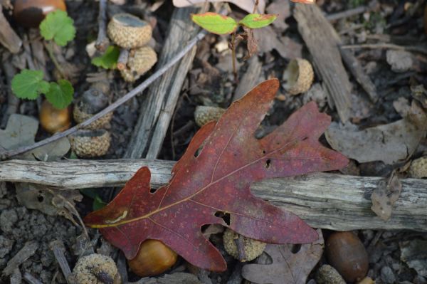 An oak leaf on the forest floor