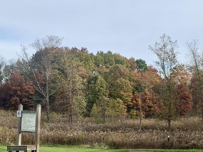 Fall trees and scenery
