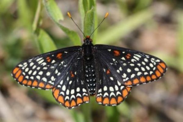 Baltimore Checkerspot webpage