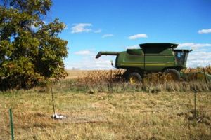 101212 corn harvest smaller