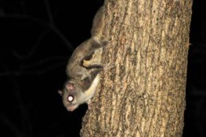 flying squirrel