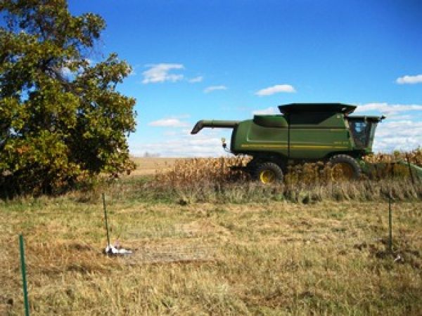 101212 corn harvest smaller