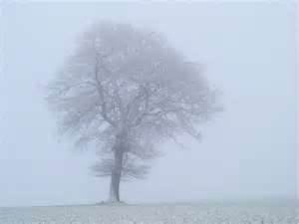 fog and tree