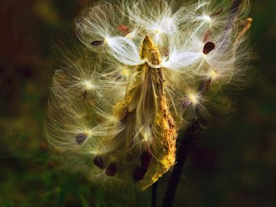 A photo of milkweed