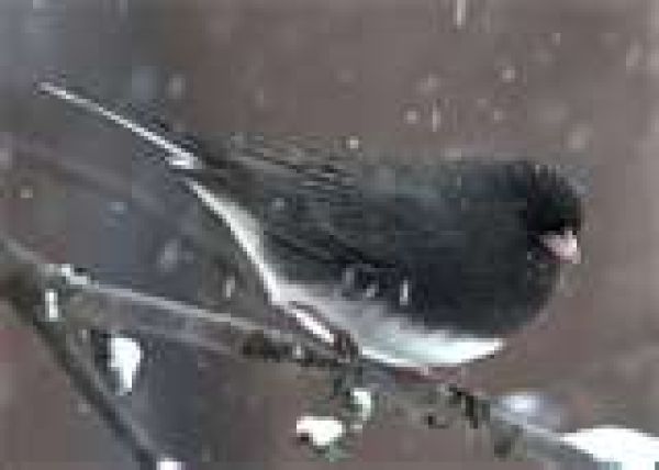 junco