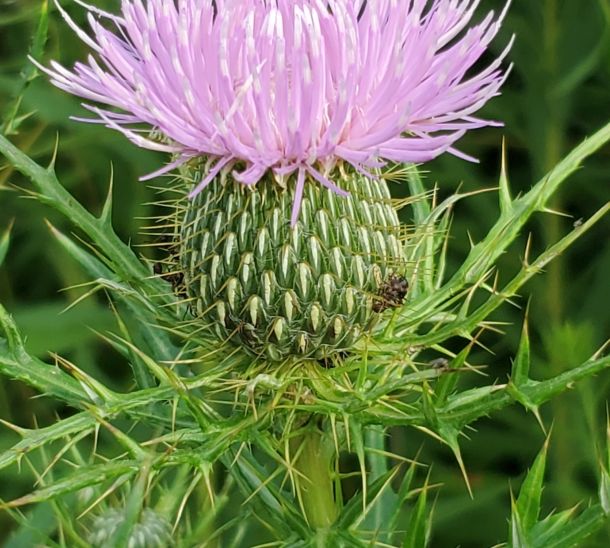 Canada thistle blossom 7 17