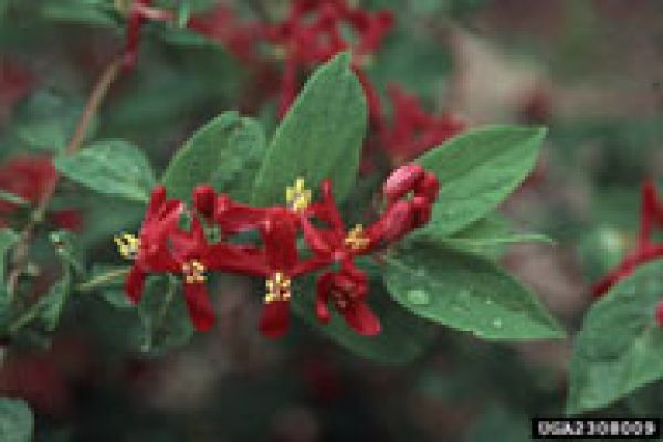 tartarian honeysuckle