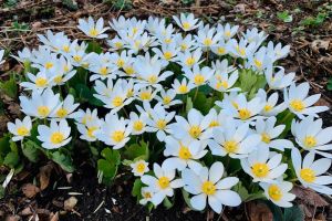 Wildflower Walk - Bloodroot