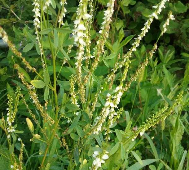 white sweet clover