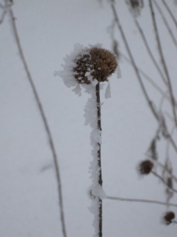 monarda frost small 225x300