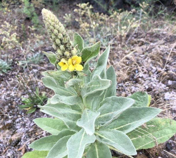 Mullein 7 17