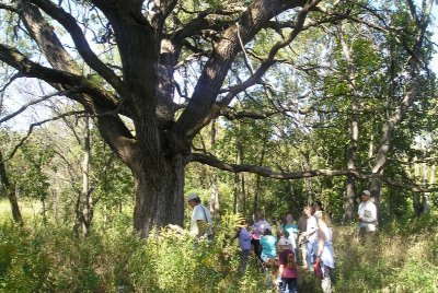oak boloria planting